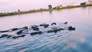7 Star ⭐ Murrah Buffaloes Swimming | Wildlife | Tempting Trips | Animal Buffalo Videos