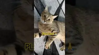 #cute #animals #funny #baby #sayhi #imsad #ineedyou #cat #catshorts #prettycat #prettyfunny #viral