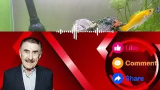 Ночные вторжения как предмет расследования