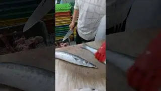 Amazing Fresh Barracuda Cutting | FISH CUTTING VIDEOS