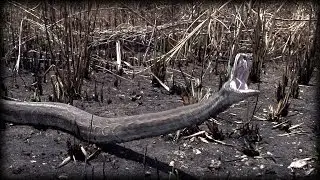 When Pythons Attack 0102 Time Lapse