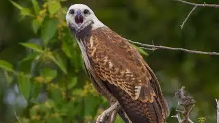 O que o monitoramento ambiental na Serra do Amolar identifica?