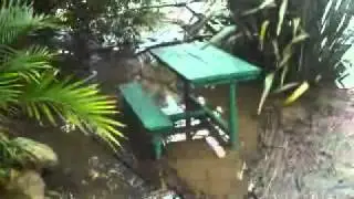Manning River in flood 2012