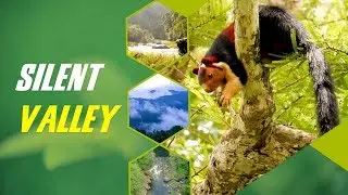 Success Story of Silent Valley National Park | Conservation of 50 million years old Rain forests