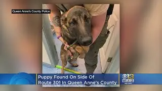 Shepherd Mix Puppy Found On Side Of Route 301 In Queen Anne's County