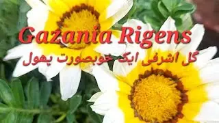 #gazania , #brightcolors #treasure flower 🌼 #greenrooftop  ,گل اشرفی ایک خوبصورت اور نایاب پھول