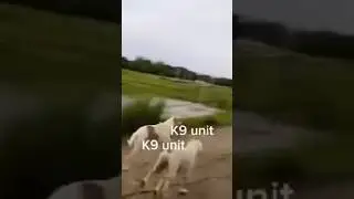 K9 unit in Br be like 😭 #codm#codm_partner#codmhighlights#callofdutymobilehighlights