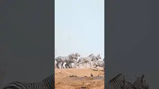 Running with Speed: Jevra 🌹#viralvideo #nature #animals #cute #love