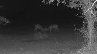𐂂 Real Life Bambi #1749 𔑴 #asmr #deer #animallovers #notai #relaxation #forcats #fallasleep