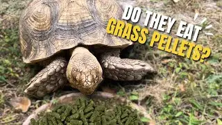 Feeding Timothy Grass Pellets To My Tortoises