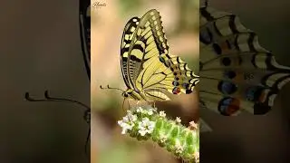 Plant - Pollinator interaction #Biologybloom #nature #ytshorts #flowers #butterfly
