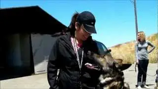 Focus & Distractions - Dog Obedience Training - Cali K9&reg; Bay Area Dog Training - San Jose
