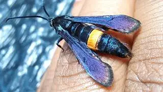 Peach Tree Borer Moth (Female) 