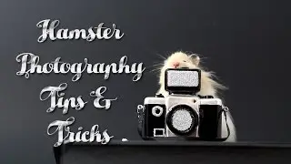 Hamster Photography Tips & Tricks! (In Depth)