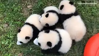 4 curious and playful pandas
