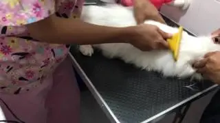 Exotic Longhair Persian Cat Grooming Session - Part 2