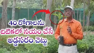 40 రోగాలను చిటికలో నయం చేసే అడ్డసరం చెట్టు.! Addasaram plant | Eagle Media Works