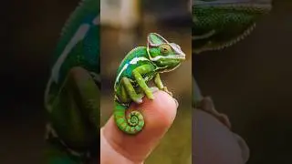 🦎 Tiny Animals on Fingertips &ndash; A Magical Miniature World!