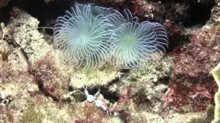 Kenting Hekai & Chushui Diving | Taiwan Coral Reefs, Tropical Fish & Cultural Beauty