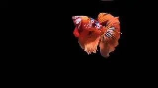 °queen nah° (WhatsApp status)•••••