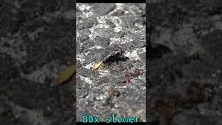 Sarcophaga carnaria, flesh fly, setting off for flight, at 80x slow-mo