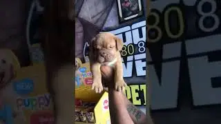 #french #mastiff #full #heavybone #ultimate #shortvideo