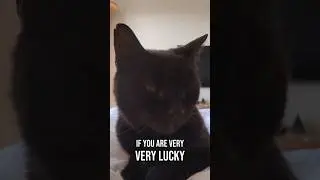 If you are very, very lucky.....#funny #catmemes #blackcat