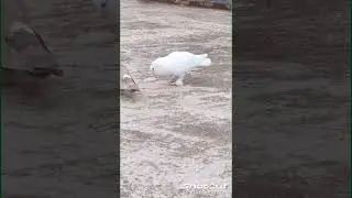 kabutar pajion❤️😍
