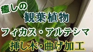 【観葉植物】フィカス・アルテシマの挿し木・曲げ仕立て