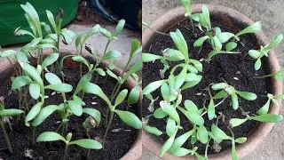 White dimorphotheca this winter