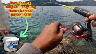 Umpan Terbaik Untuk Mancing di Karang Dangkal || Dijamin Anti Boncos dan Joss.!!!