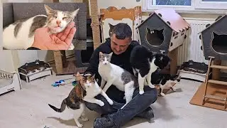 Чудо после прощания: кот, который вернулся к жизни