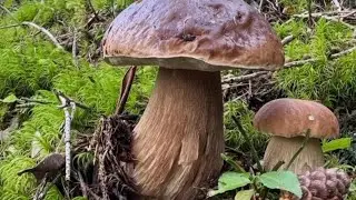 Funghi porcini /Boletus edulis mushroom. Masterpieces of nature from the Carpathian mountains 