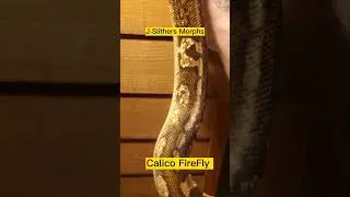 Ball Python Calico FireFly