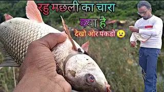 rahu fishing video|| rohu fishing hook|| rohu fishing in river ||#Fishingindia
