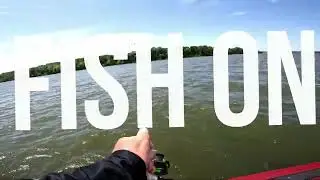 Percy Priest Lake Hybrids & White Bass, BEST way to hook bait fish