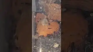ORANGE Panda isopod caught EATING!! #isopods #insects #butterfly #tarantula  #reptiles