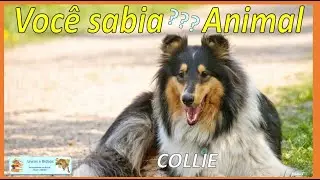 Voc&ecirc; sabia? Collie #collie #lassie #c&atilde;es #dogs #breeding #animais #animals