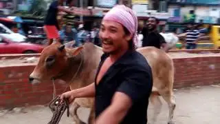 Pagla Gorur Dour || Mohammadpur Haat || 2015