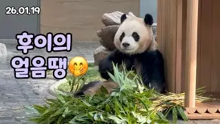 26.01.19 후이의 얼음땡으로 모두가 엄마 미소🤭💕
