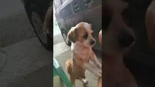 #dogs #highlights