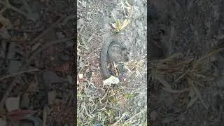 Kampong Sak snake