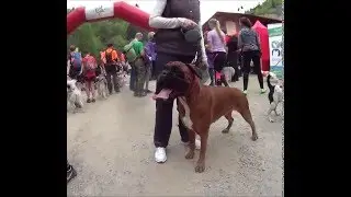 Gretha The Boxer - Dog Trekking 2015 !