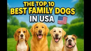 Top 10 Family Dogs in USA You Need to Know #pets #dog @Street_Dog_Pluto