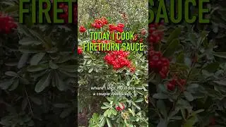 cooking with FIREthorn, how to make firethorn sauce #firethorn #foraging