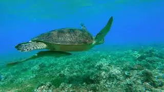 Relaxing Turtle Swimming | Soothing Ocean Music for Stress Relief & Sleep