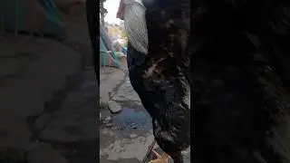 high quality jawa aseel murga #aseelmurga #shorts #youtubeshorts #shortsfeed #viralshorts #foryou