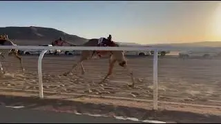 الشوط الاول بكار ثنايا رئيسي محبوبه لـ ثامر بن احمد الفندل العطوي 9:55