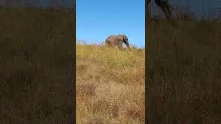Bull elephant in musk