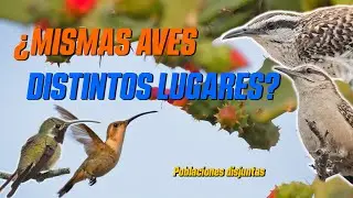 Poblaciones que SE MUEVEN | historias de Colibríes y Matracas